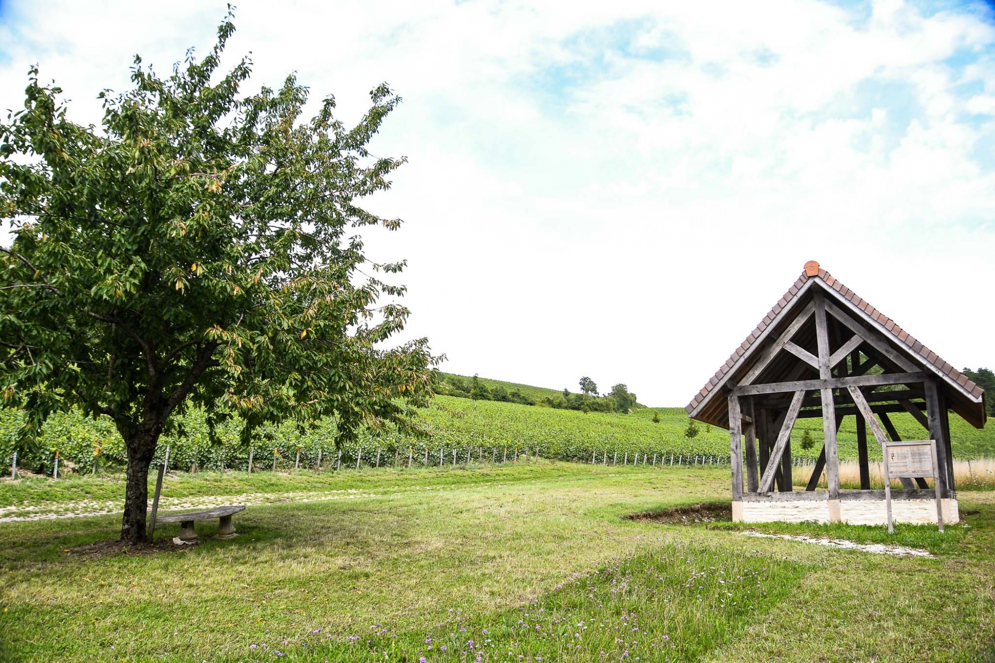 le vignoble